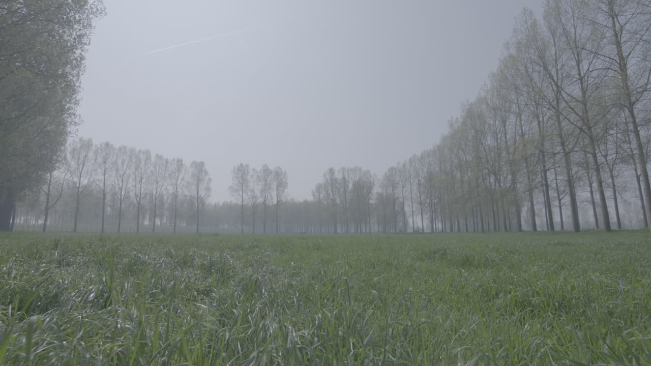 ⁇ 은 아침 로그에 뒷면에 나무와 함께 녹색 잔디 필드의 넓은  ⁇