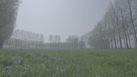 wide shot of a green grass field with trees in the back on a sunny morning log