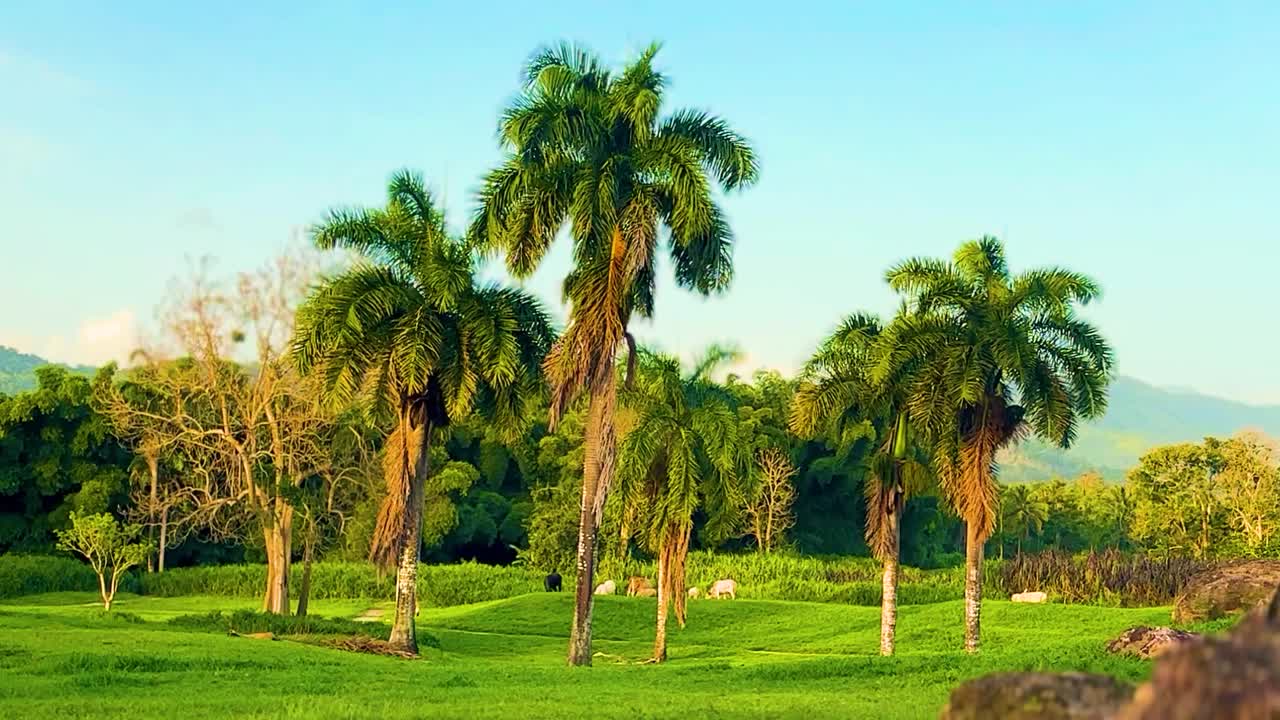 Video of cows grazing under palm trees in rural Puerto Rico during golden hour. Serene tropical farmland scene with warm sunset light and natural countryside movement