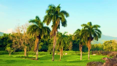 video of cows grazing under palm trees in rural puerto rico during golden hour. serene tropical farmland scene with warm sunset light and natural countryside movement