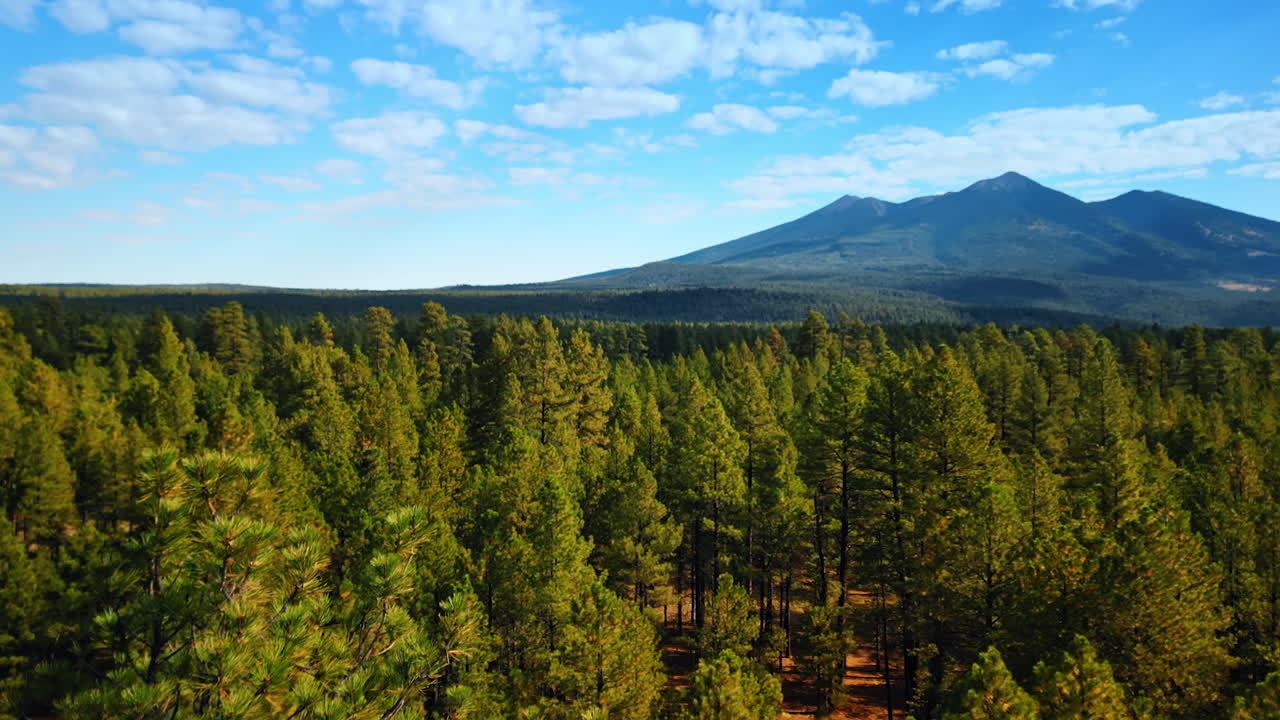 A pine tree growing in the wood. Drone footage rising over the forest revealing view on the mountains at backdrop