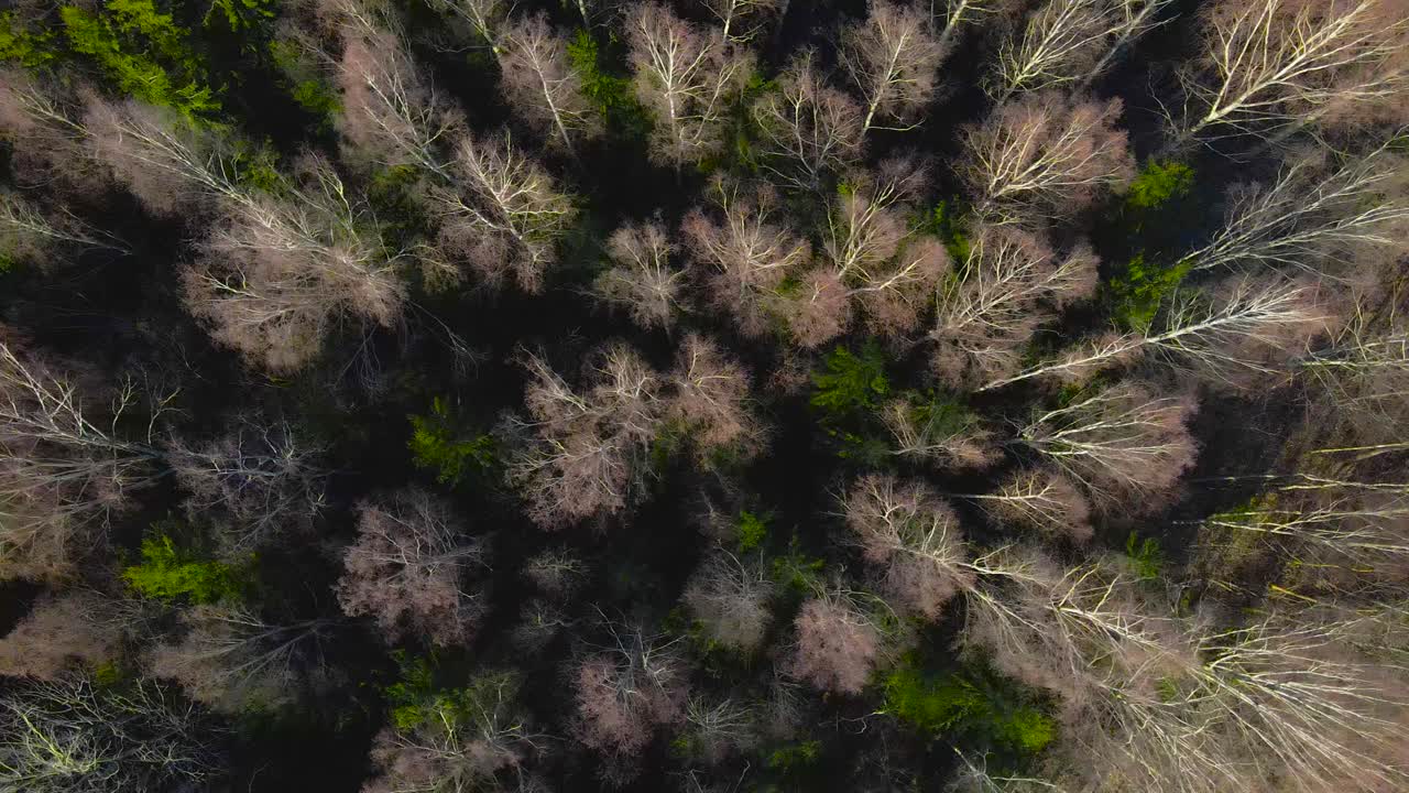 Gorgeous top down aerial drone footage gliding from right to left on top of leafless birch trees and green pine trees or a forest that is located in Laagri Estonia during a sunny day. Mystical video.