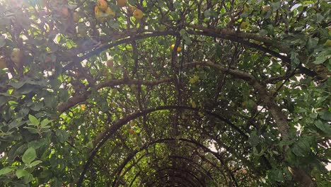un paseo a través de un arco de árbol de manzana