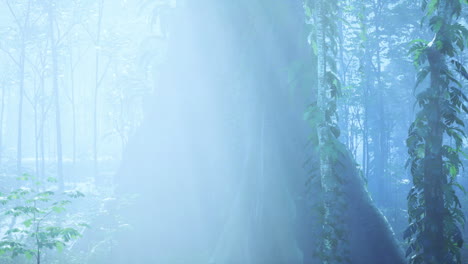 un rayo de sol ilumina un bosque exuberante y brumoso