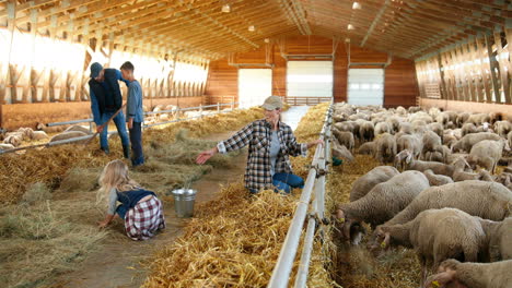 family of farmers cleaning hay with rakes to feed sheep cattle in a barn