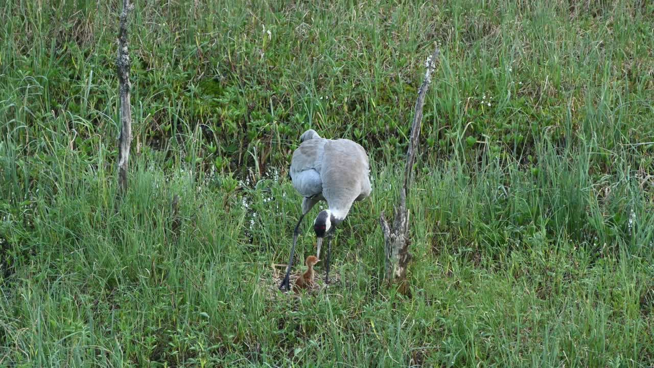 Adult common crane stands protectively in deep green grass with newborn chick below. Slow motion capture in early morning light