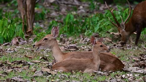 El-Ciervo-Del-Campo-Es-Una-Especie-En-Peligro-De-Extinción-Debido-A-La-Pérdida-De-Hábitat-Y-La-Caza