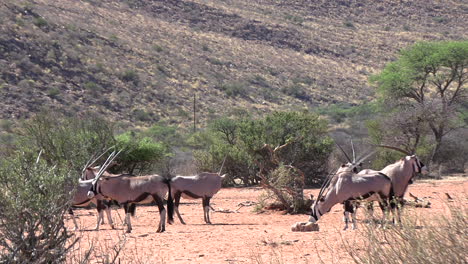 the oryx antelope, also known as gemsbok, licks a salt lick in the arid kalahari