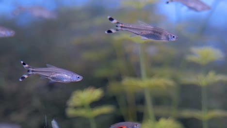 shoal of small colourful fishes swimming in huge aquarium