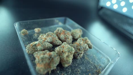 una macro cinemática detallada grúa suave zoom out movimiento tiro de una planta de cannabis, cepas híbridas de naranja, tipo indica, flor de marihuana verde, cámara lenta 120 fps, estudio de iluminación conducida, caja clara