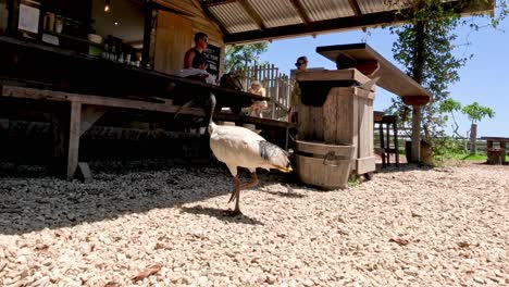 el pájaro explora el café mientras los clientes cenan y se relajan.