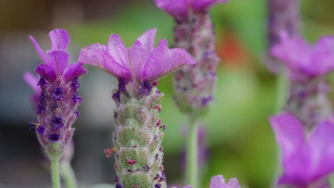 Close-up-of-French-lavender,-Lavandula-stoechas,-growing-in-a-herb-nursery-with-shallow-depth-of-field