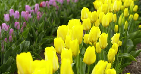 Tulpenplantage-In-Der-Niederländischen-Landwirtschaft-23