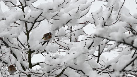 bird resting on snowy tree branches