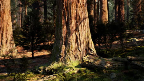 a giant redwood tree in a forest