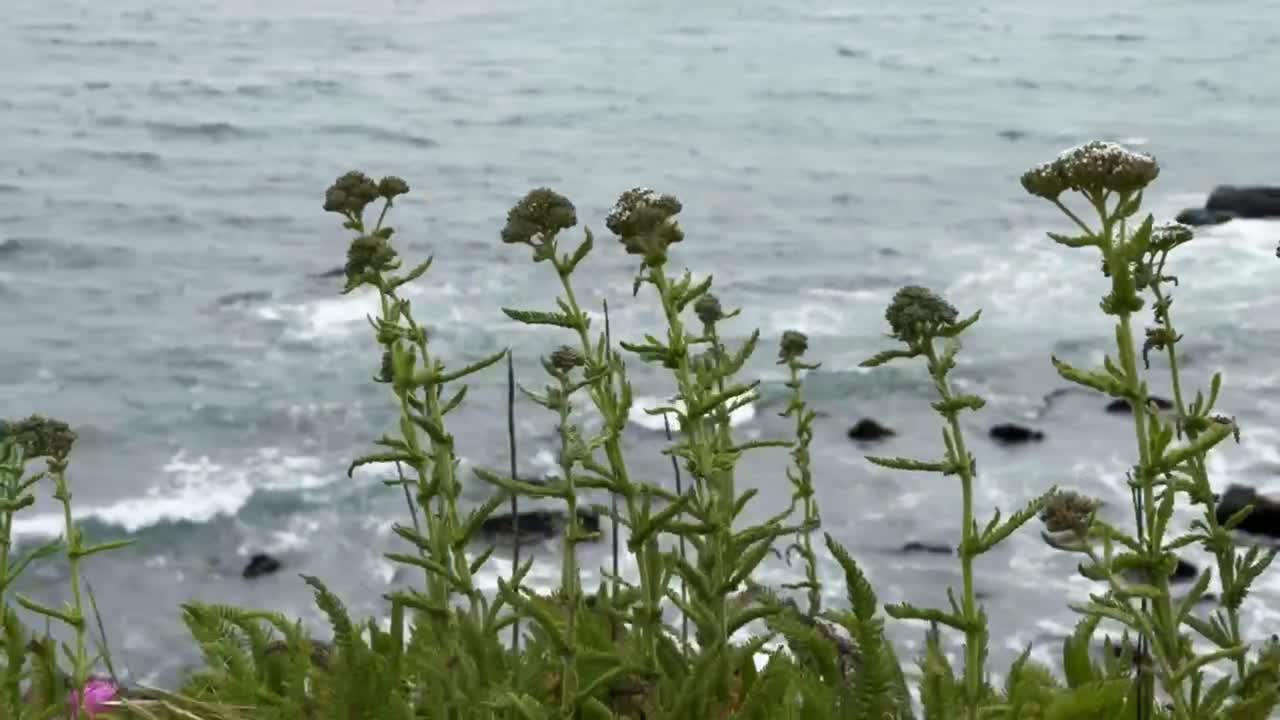 캘리포니아 브리아의 바다를 따라 번성하는 해안 식물의 영화적 클로즈업 패닝