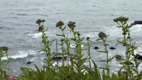 Cinematic-close-up-panning-shot-of-coastal-plants-thriving-along-the-ocean-in-Cambria,-California