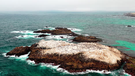 Eine-Felsige-Insel-Im-Ozean,-Auf-Der-Viele-Schwarze-Pelikane-Ruhen