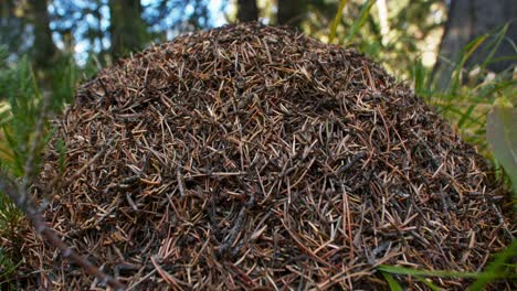 Anthill-side-in-the-forest