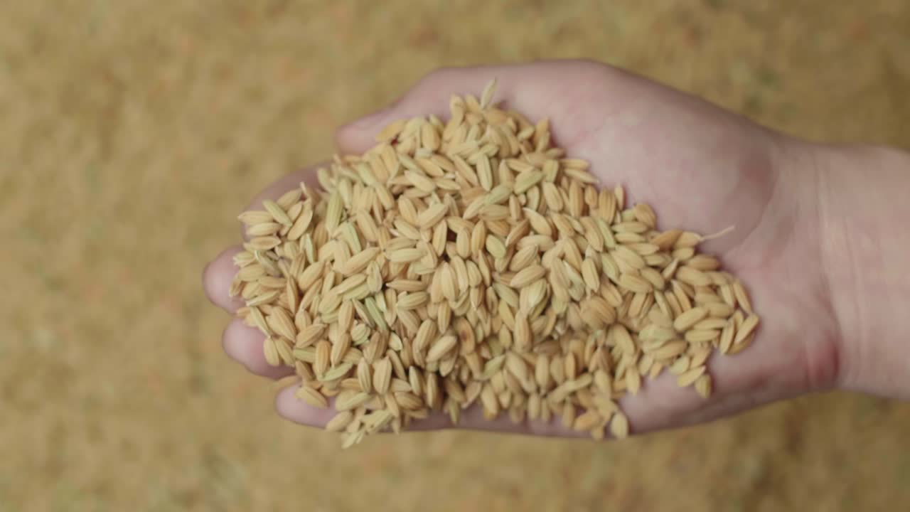 Hand Caryring Rice Grains In Slow Motion, Black Background