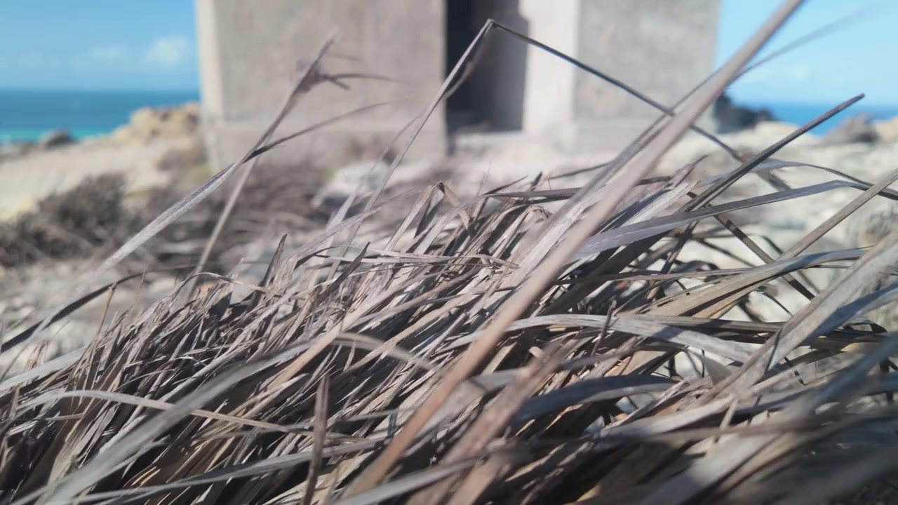 Close-up rumput bukit pasir kering yang tertiup angin dengan mercusuar beton terbengkalai yang buram di latar belakang, membangkitkan rasa melankolis yang tenang.