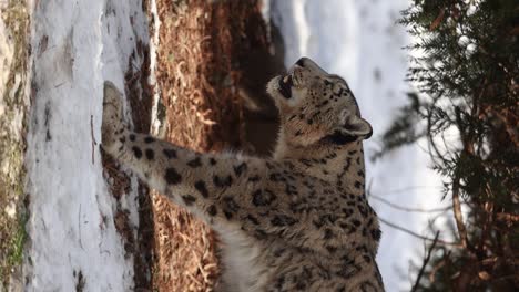 closeup slow motion vertical video of snow leopard walking forward