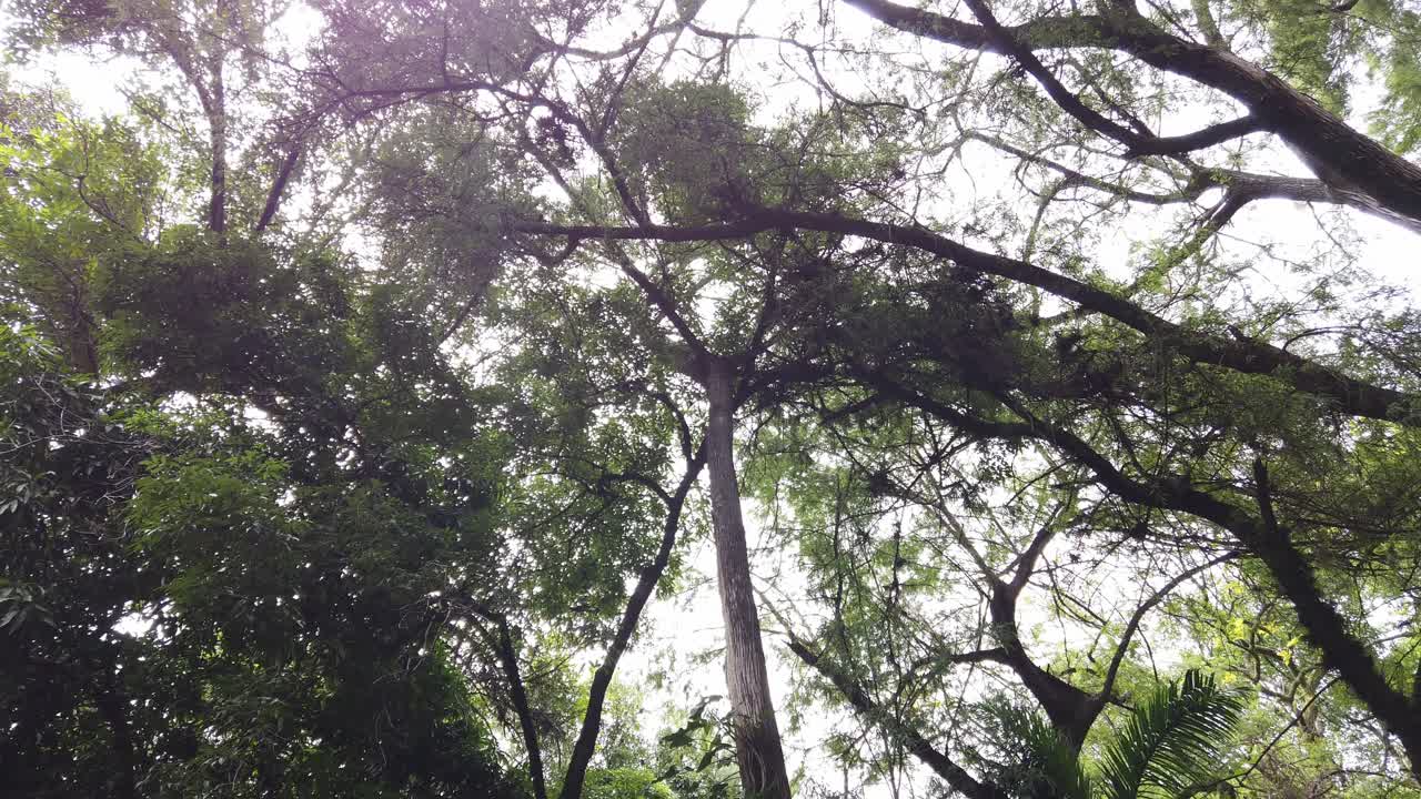 The camera is pointed upward, revealing the lush canopy of tall tropical trees swaying gently in the breeze