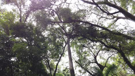 the camera is pointed upward, revealing the lush canopy of tall tropical trees swaying gently in the breeze