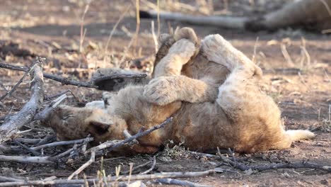 two playful lion cubs wrestling on the ground in mashatu game reserve, botswana