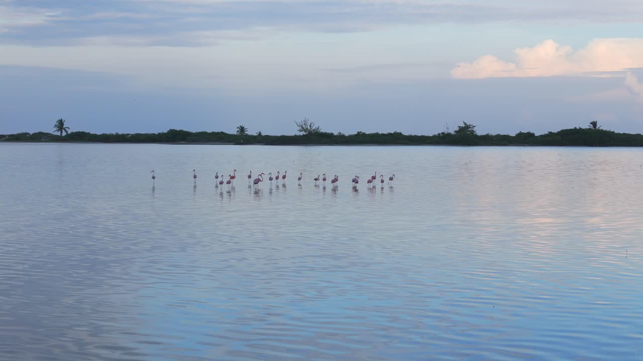 Under a dreamy sunset sky, flamingos gather in the shallow lagoon of Isla Blanca, their reflections blending with soft pastel tones