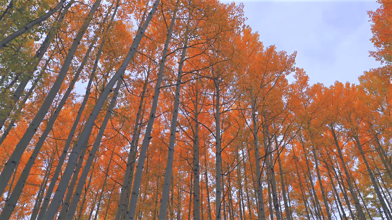 Kebler Pass Crested Butte Telluride Aspen Snowmass Breckenridge Minturn Vail Rocky Mountains Colorado aerial drone forwards up Autumn Fall dense golden colorful aspen trees grove forest cloudy morning