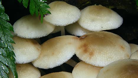 white umbrella pink mushrooms grow in a rainforest in australia 2