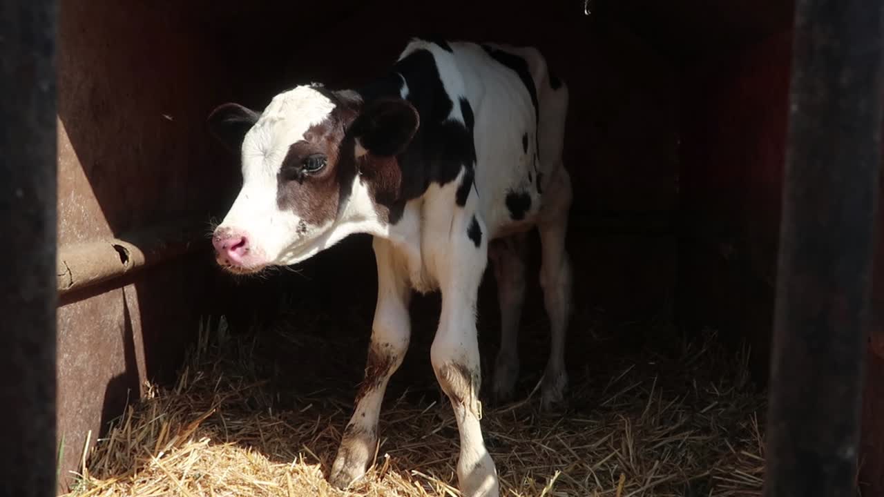 Ternero molestado por las moscas