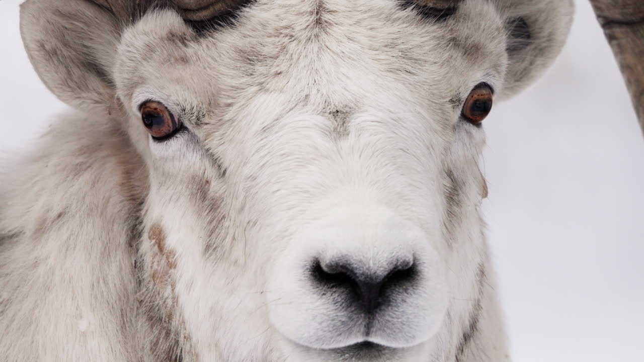 Close-up Portrait of a Bighorn Sheep