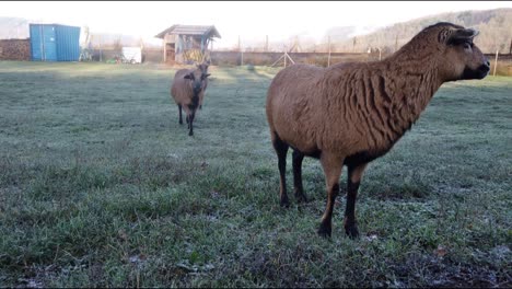 una cabra marrón está parada en un prado cerca de la cámara, otras dos cabras curiosas se acercan para ver qué está pasando