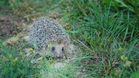 a little hedgehog in the grass looks at the camera sniffs his nose 4k video