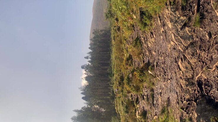 Panoramica verticale rapida attraverso la foresta di pini delle montagne di Mourne in Irlanda del Nord