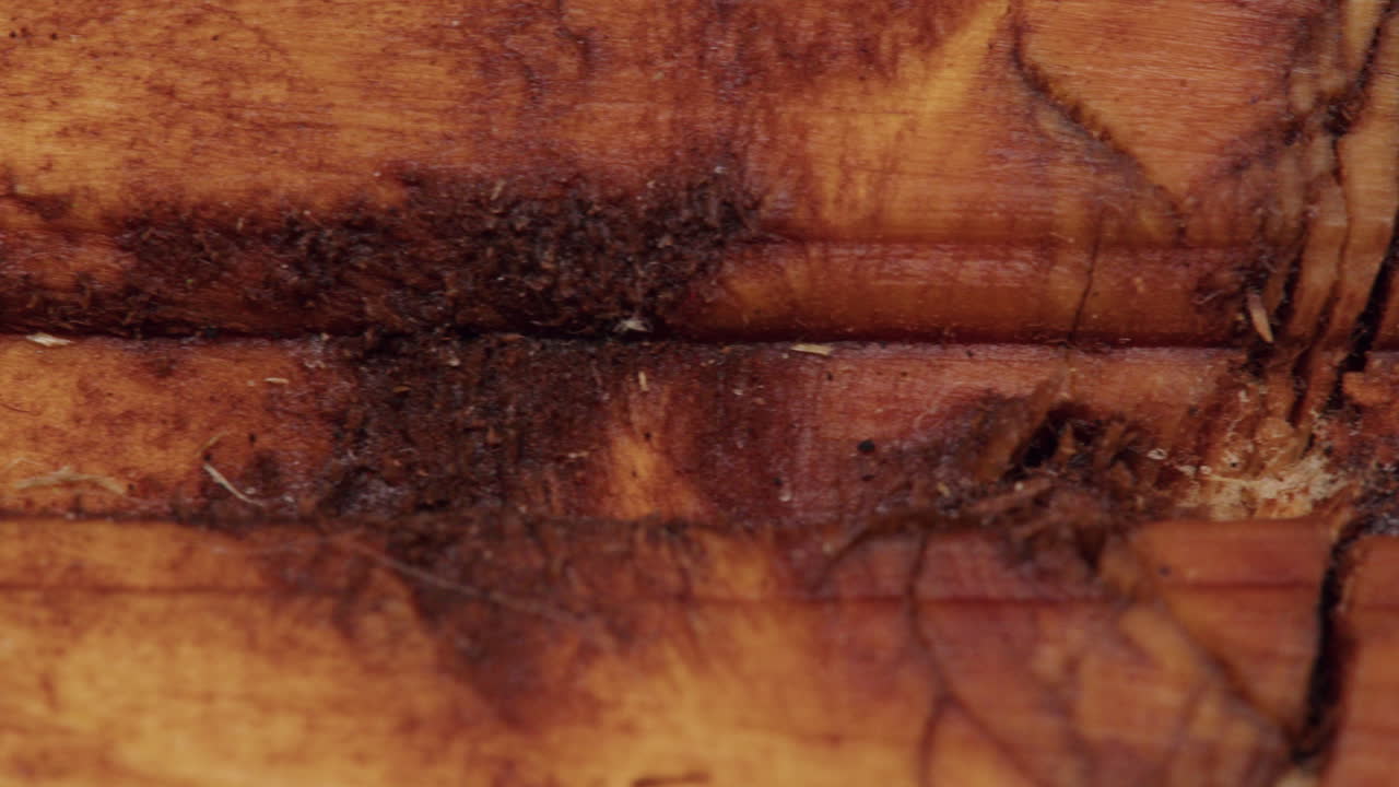 primer plano de la textura de la madera