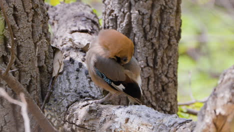 juvenile eurasian jay bird preens feathers on tree - close-up