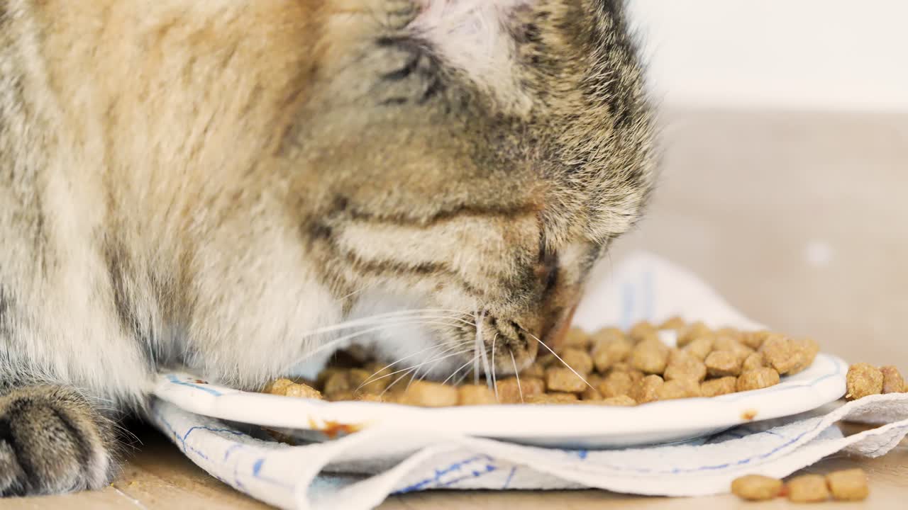 Nahaufnahme einer Europäischen Kurzhaar-Katze, die in Zeitlupe frisst. Detailaufnahme von Schnurrhaaren, Mundbewegung und konzentriertem Gesichtsausdruck, die das natürliche Fressverhalten in einer ruhigen häuslichen Umgebung zeigt