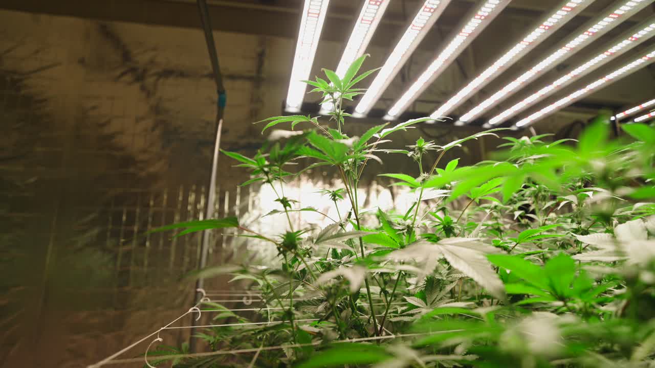 Indoor Cannabis Grow Operation