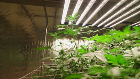 indoor cannabis grow operation