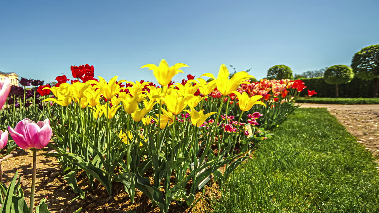 Colorful tulips slowly moving while tourism is walking by