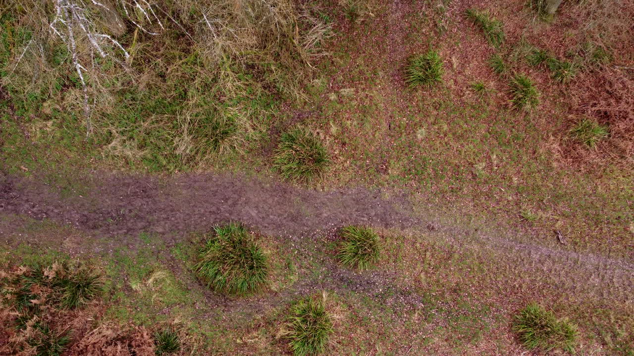 una vista mirando hacia abajo en el bosque desde el aire con un sendero que atraviesa los árboles en warwickshire, inglaterra