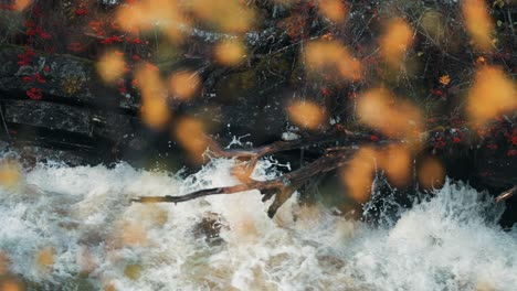 a rowan tree and dead trees trunks above the raging whitewater