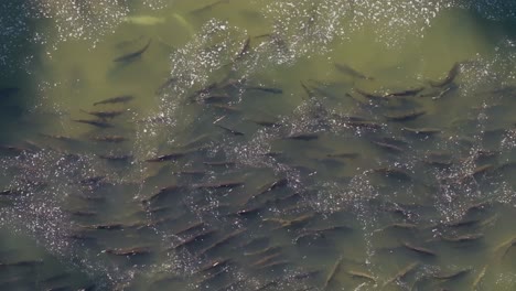 a large school of salmon swimming together during migration in murky water, aerial view