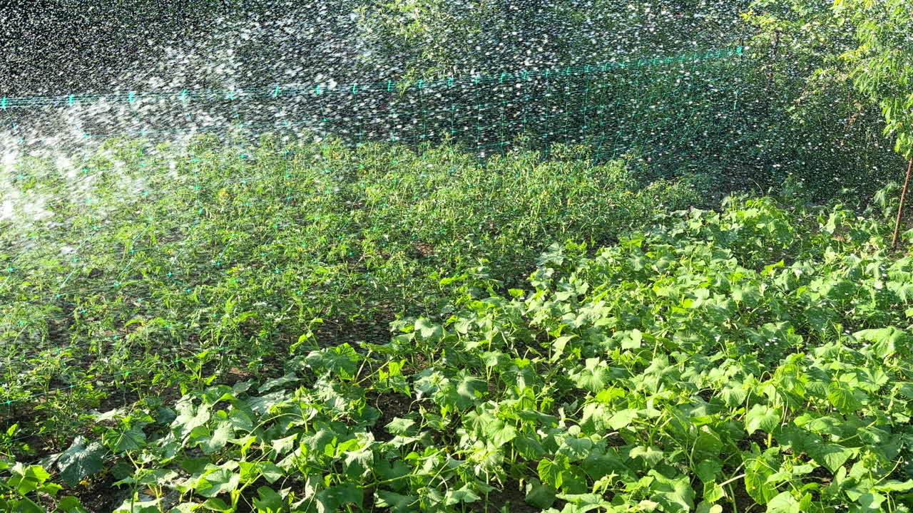 Orchard with plants is watered from the hose. Unrecognized farmer taking care of vegetable garden beds.