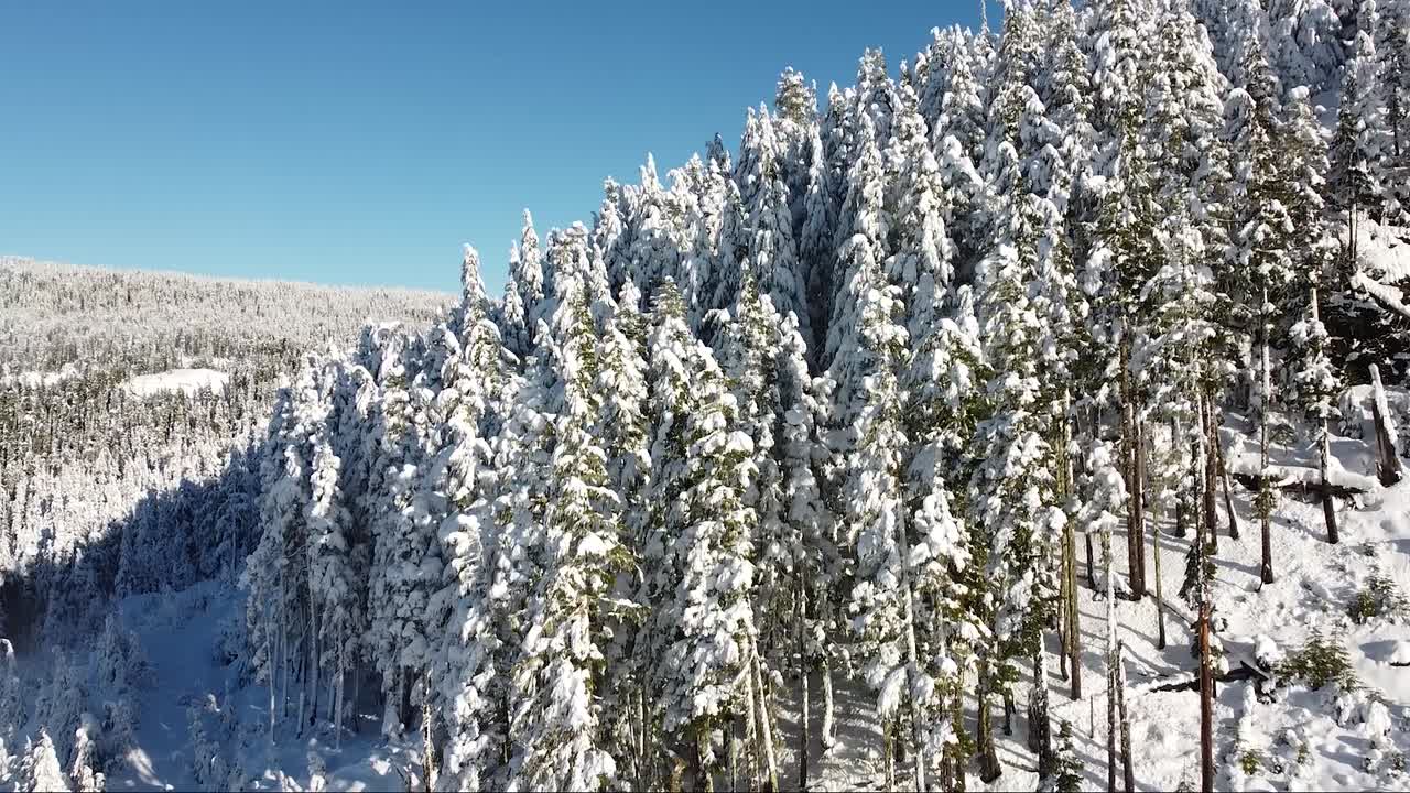 캐나다 밴쿠버 섬의 공중 얼어붙은 숲