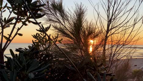 Herbstbaumastblätter-Auf-Der-Sonne