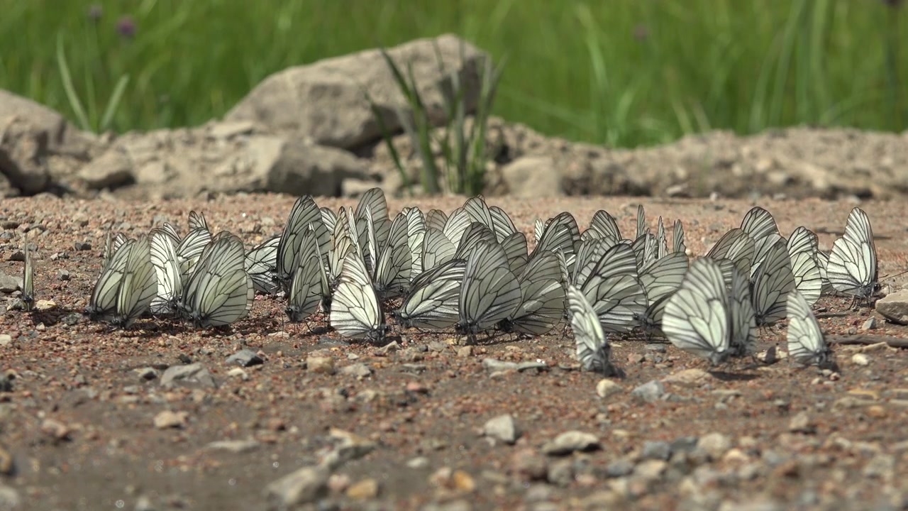 Groep zwartaderwitjes die zich verzamelen op de grond
